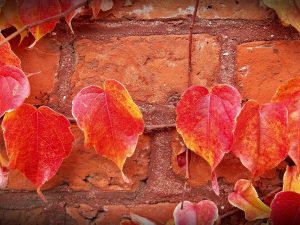 Image of bricks and autumn leaves representing why you should move in the fall