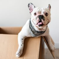 Guide to Interstate Moves With Your Furry Friends